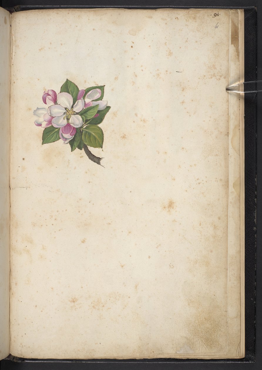 Legg til MS 22333 f61r, Blossom, fra 'Paintings of flora of the Roman States', ca. 1564-84 (akvarell og gouache på papir) av Gherardo Cibo