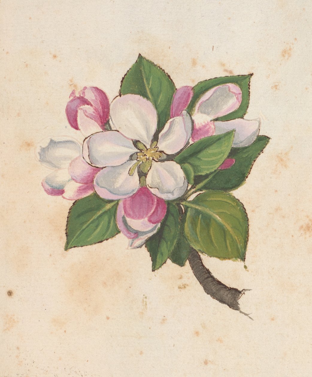Legg til MS 22333 f.61r, Blossom, fra 