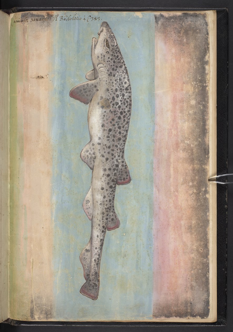 Legg til MS 22333 f.66r, Fish, fra 