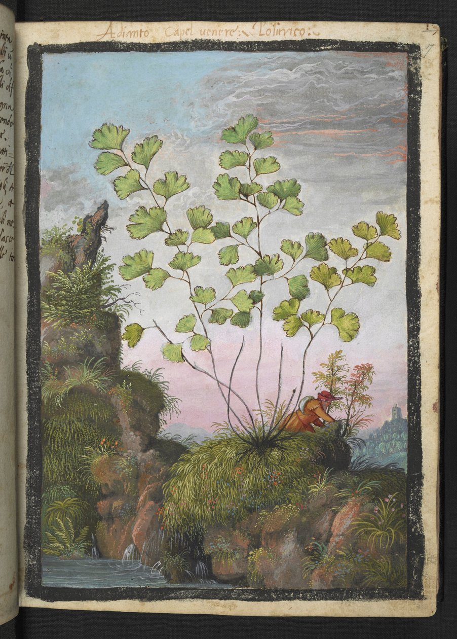 Adiantum capillus-veneris, fra "Paintings of Flora of the Roman States" av Gherardo Cibo, Add MS 22333, f017r, c.1564-84 (akvarell og gouache på papir) av Gherardo Cibo