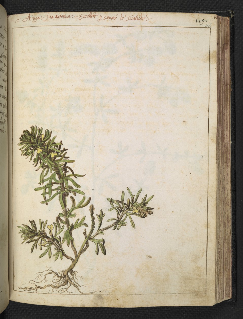 Ajuga chamaepitys: En plante med grønne blader og gule blomster, fra "Paintings of Flora of the Roman States" av Gherardo Cibo, Add MS 22333, f116r, ca. 1564-84 (akvarell og gouache på papir) av Gherardo Cibo