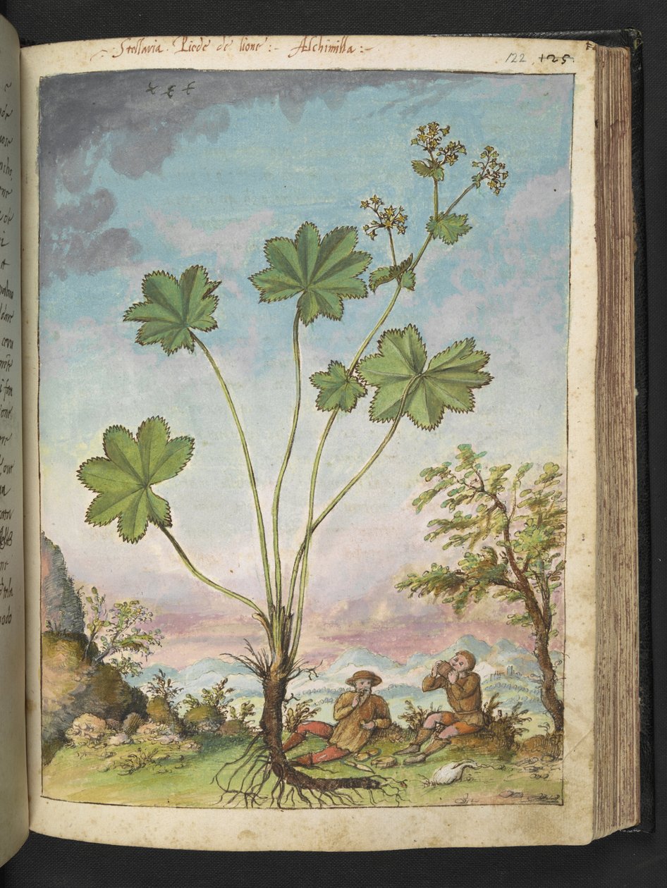 Alchemilla vulgaris (Lady