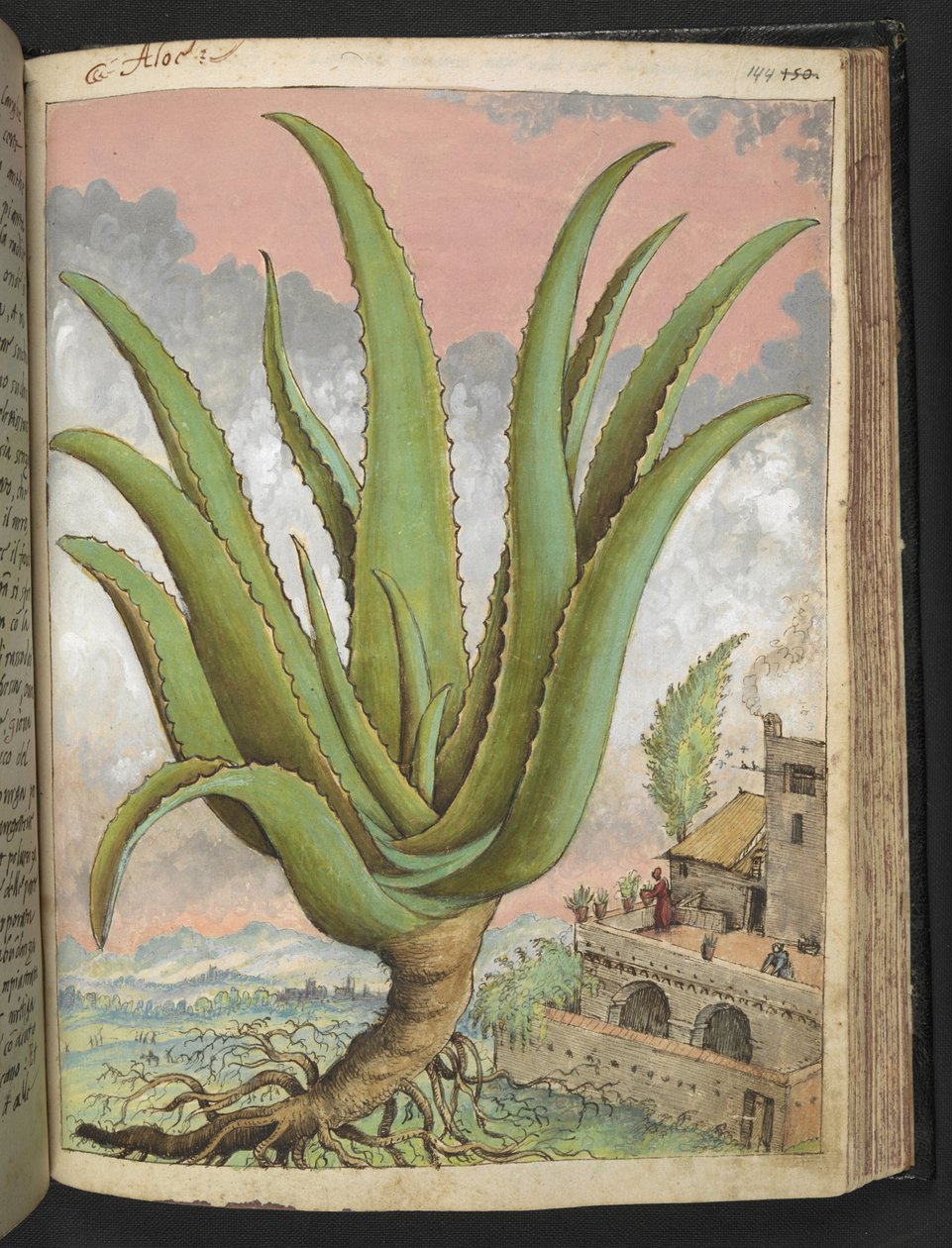 Aloe vera, fra "Paintings of Flora of the Roman States" av Gherardo Cibo, Add MS 22333, f144r, c.1564-84 (akvarell og gouache på papir) av Gherardo Cibo