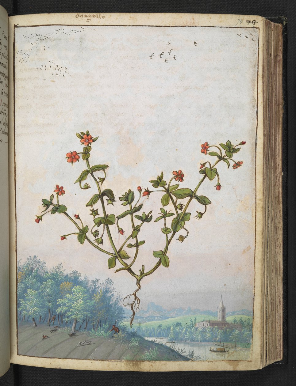 Anagalis arvensis: En plante med røde blomster, fra "Paintings of Flora of the Roman States" av Gherardo Cibo, Add MS 22333, f074r, c.1564-84 (akvarell og gouache på papir) av Gherardo Cibo