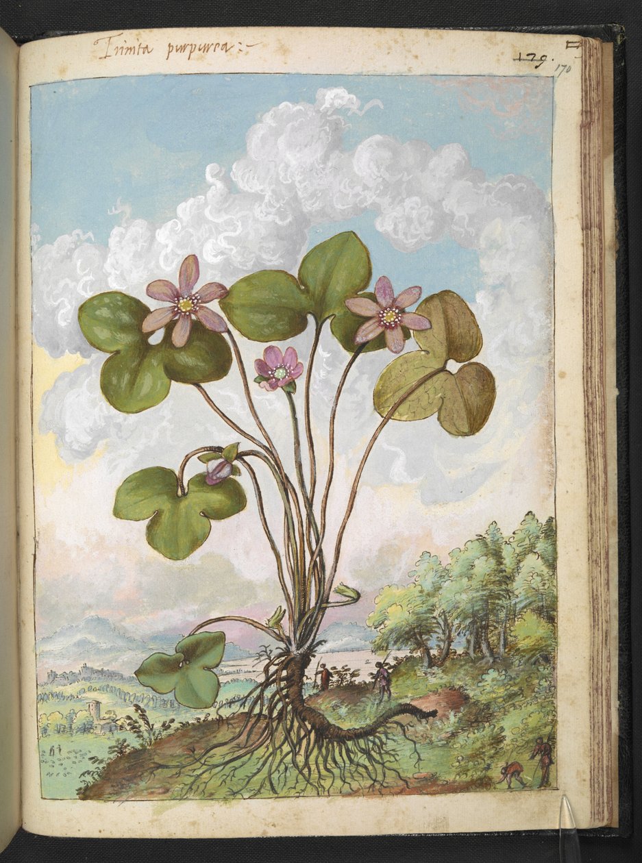 Anemone hepatica: En plante med rosa kronblad, fra "Paintings of Flora of the Roman States" av Gherardo Cibo, Add MS 22333, f170r, ca. 1564-84 (akvarell og gouache på papir) av Gherardo Cibo