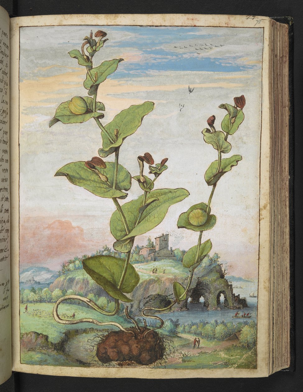 Aristolochia rotunda: En fruktbærende plante, fra "Paintings of Flora of the Roman States" av Gherardo Cibo, Add MS 22333, f078r, c.1564-84 (akvarell og gouache på papir) av Gherardo Cibo
