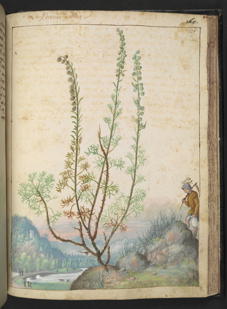 Artemisia abrotanum (southernwood), fra "Paintings of Flora of the Roman States" av Gherardo Cibo, Add MS 22333, f157r, c.1564-84 (akvarell og gouache på papir) av Gherardo Cibo