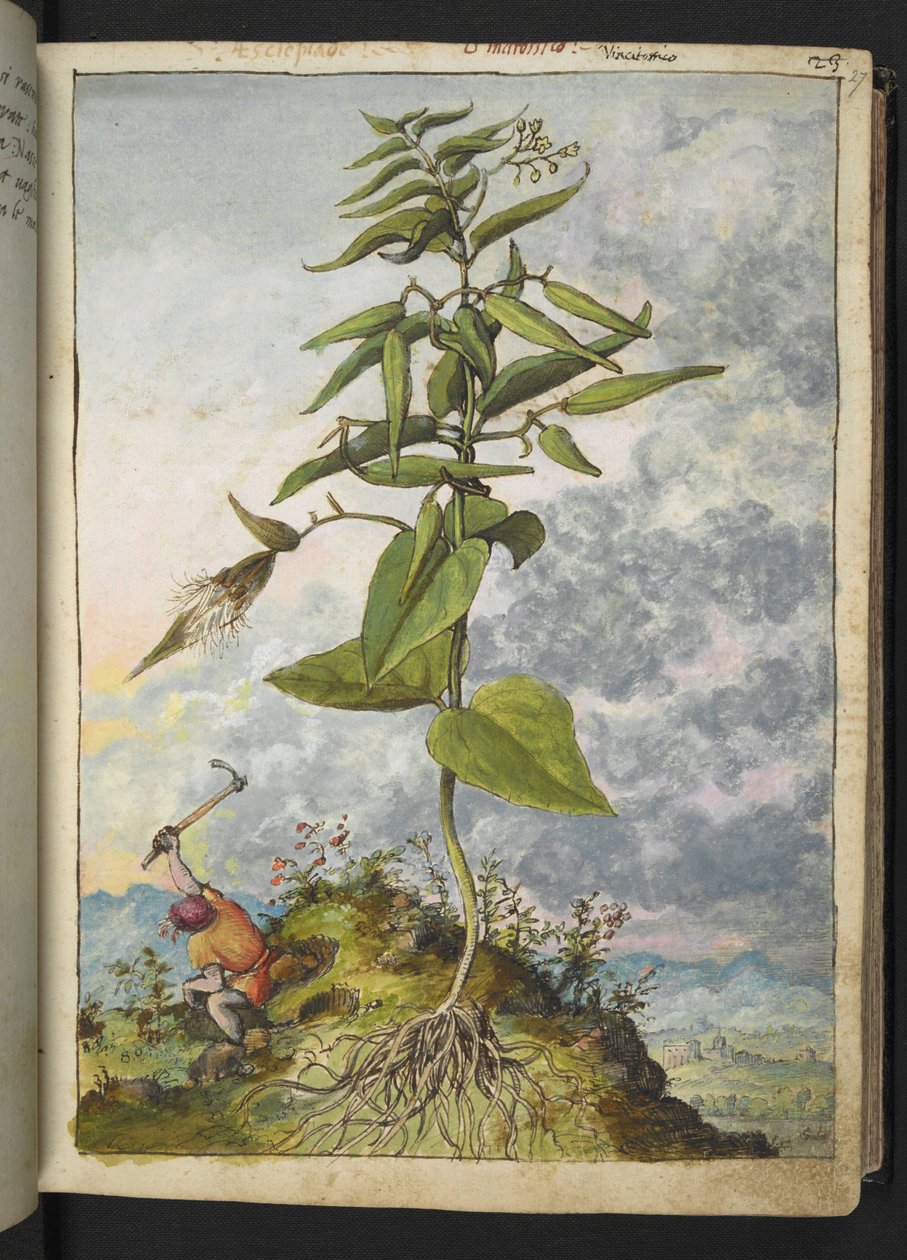 Asclepias, fra "Paintings of Flora of the Roman States" av Gherardo Cibo, Add MS 22333, f027r, c.1564-84 (akvarell og gouache på papir) av Gherardo Cibo