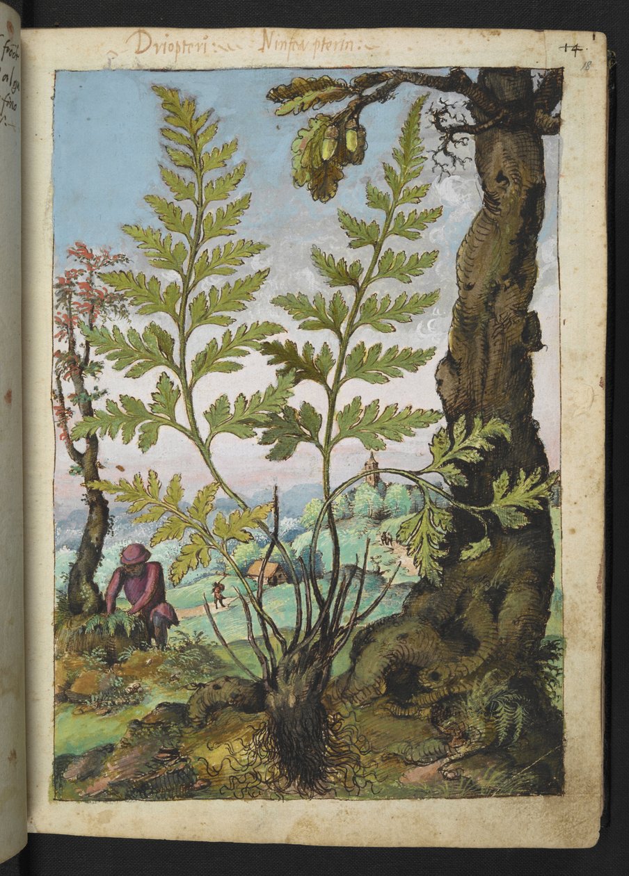 Asplenium adianthum nigrum, fra "Paintings of Flora of the Roman States" av Gherardo Cibo, Add MS 22333, f018r, c.1564-84 (akvarell og gouache på papir) av Gherardo Cibo