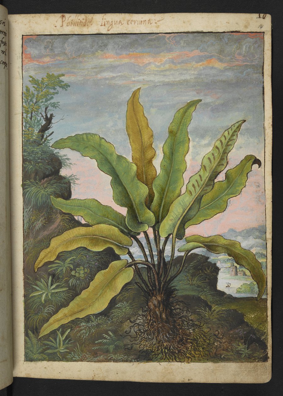 Asplenium scolopendrium, fra "Paintings of Flora of the Roman States" av Gherardo Cibo, Add MS 22333, f014r, c.1564-84 (akvarell og gouache på papir) av Gherardo Cibo