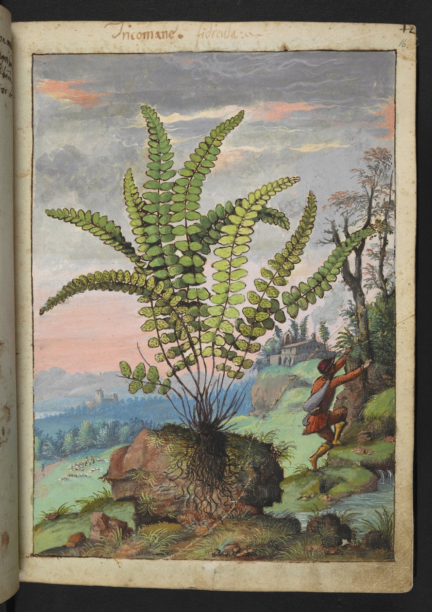 Asplenium trichomanes, fra "Paintings of Flora of the Roman States" av Gherardo Cibo, Add MS 22333, f016r, c.1564-84 (akvarell og gouache på papir) av Gherardo Cibo