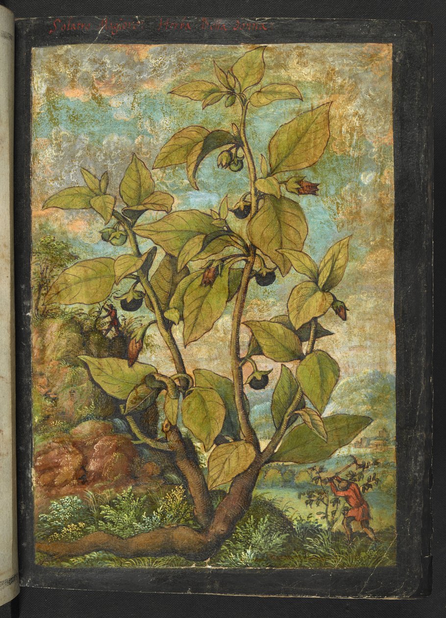 Atropa belladonna eller Atropa bella-donna, fra "Paintings of Flora of the Roman States" av Gherardo Cibo, Add MS 22333, f005r, c.1564-84 (akvarell og gouache på papir) av Gherardo Cibo