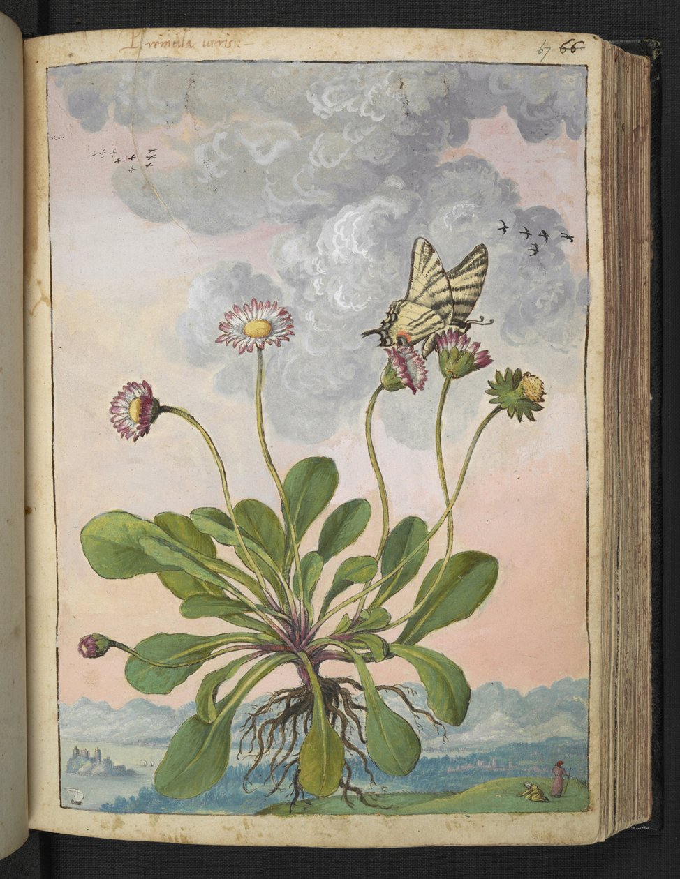 Bellis perennis, fra "Paintings of Flora of the Roman States" av Gherardo Cibo, Add MS 22333, f067r, c.1564-84 (akvarell og gouache på papir) av Gherardo Cibo