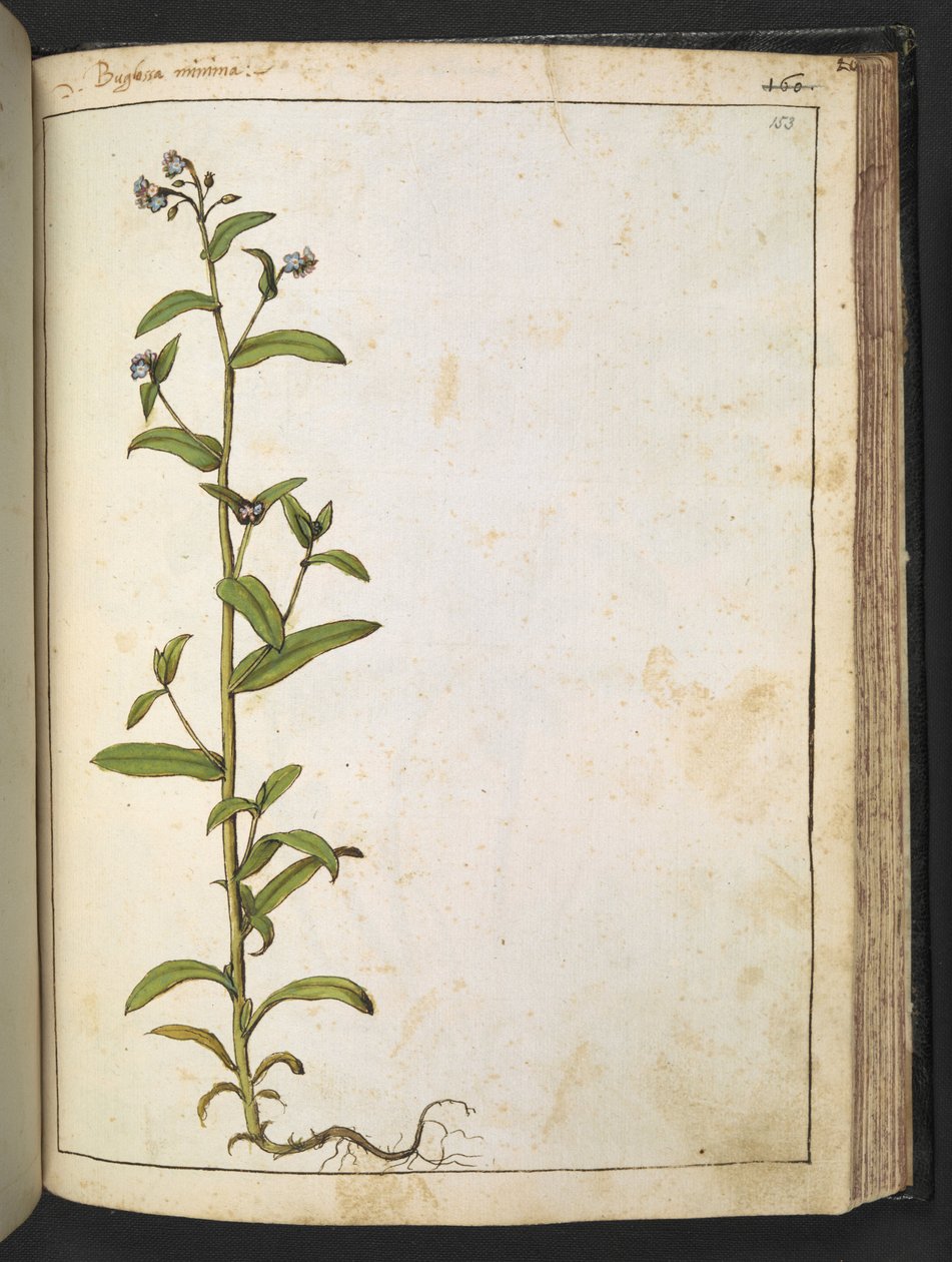 Buglossa, Anchusa azurea (Loddon Royalist), fra "Paintings of Flora of the Roman States" av Gherardo Cibo, Add MS 22333, f153r, c.1564-84 (akvarell og gouache på papir) av Gherardo Cibo