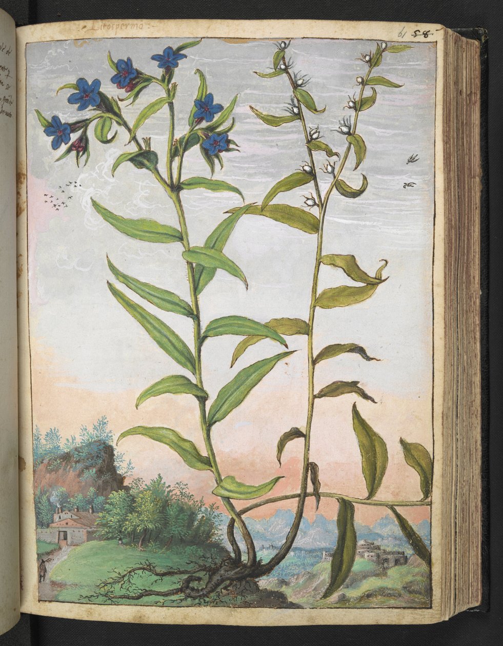 Buglossoides purpurocaerulea , fra "Paintings of Flora of the Roman States" av Gherardo Cibo, Add MS 22333, f061r, c.1564-84 (akvarell og gouache på papir) av Gherardo Cibo