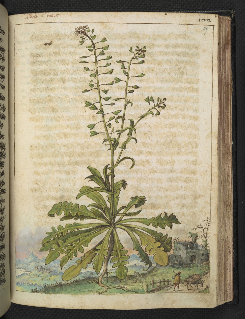 Capsella bursa-pastoris, fra "Paintings of Flora of the Roman States" av Gherardo Cibo, Add MS 22333, f119r, c.1564-84 (akvarell og gouache på papir) av Gherardo Cibo