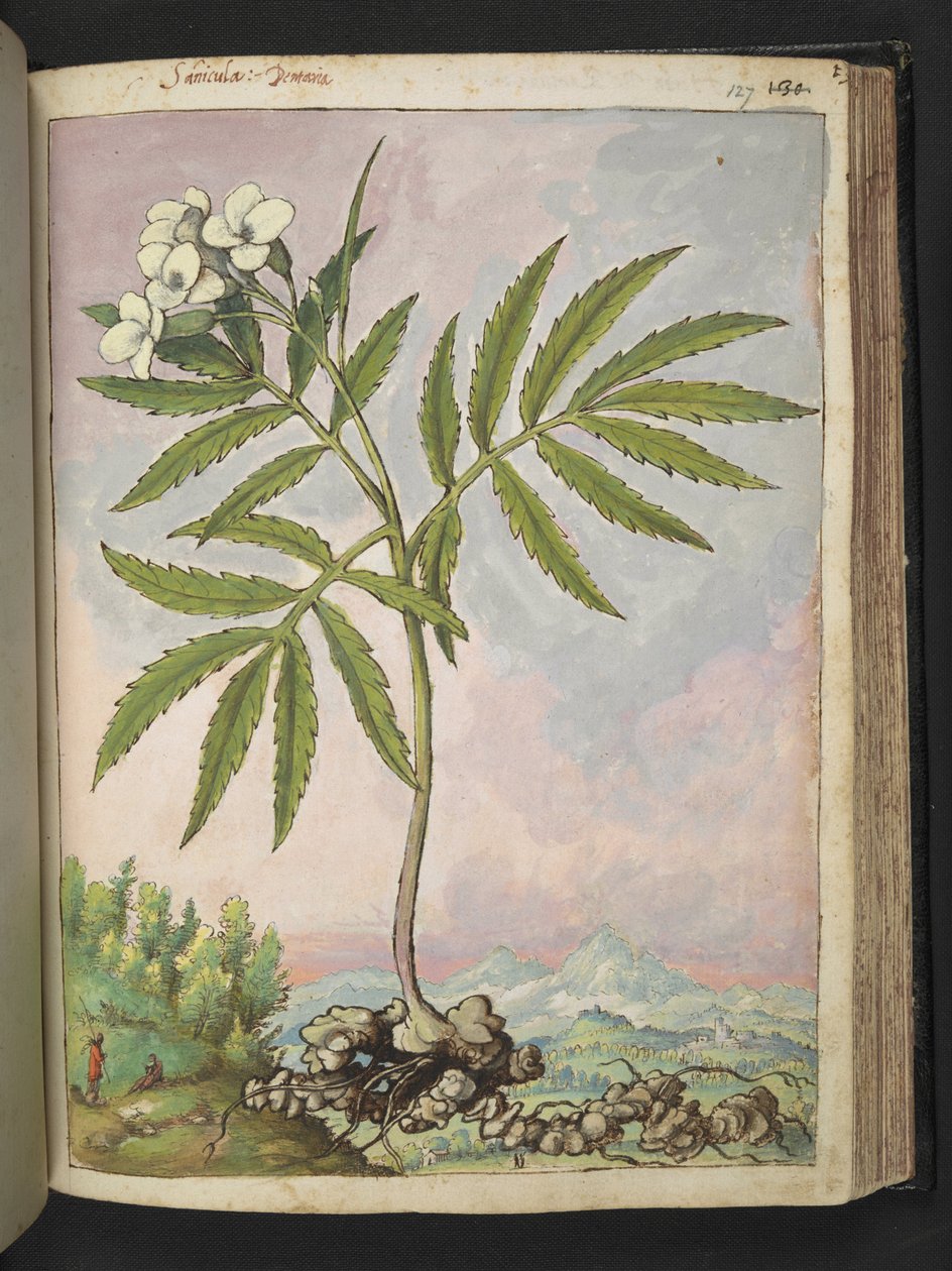 Cardamine heptaphylla, fra "Paintings of Flora of the Roman States" av Gherardo Cibo, Add MS 22333, f127r, c.1564-84 (akvarell og gouache på papir) av Gherardo Cibo