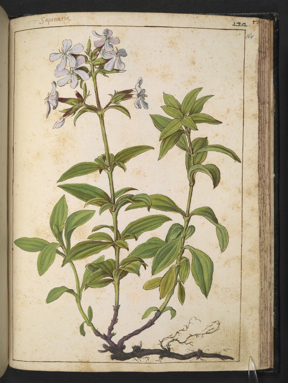 Caryophyllaceae (Soapwort): en slekt av blomstrende planter i den rosa familien, fra "Paintings of Flora of the Roman States" av Gherardo Cibo, Add MS 22333, f164r, ca. 1564-84 (akvarell og gouache på papir) av Gherardo Cibo
