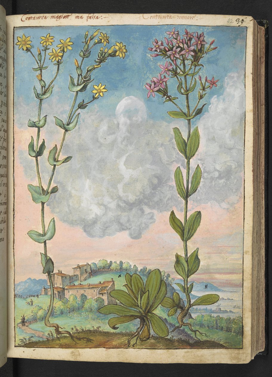 Centaurium erythraea, fra "Paintings of Flora of the Roman States" av Gherardo Cibo, Add MS 22333, f042r, c.1564-84 (akvarell og gouache på papir) av Gherardo Cibo