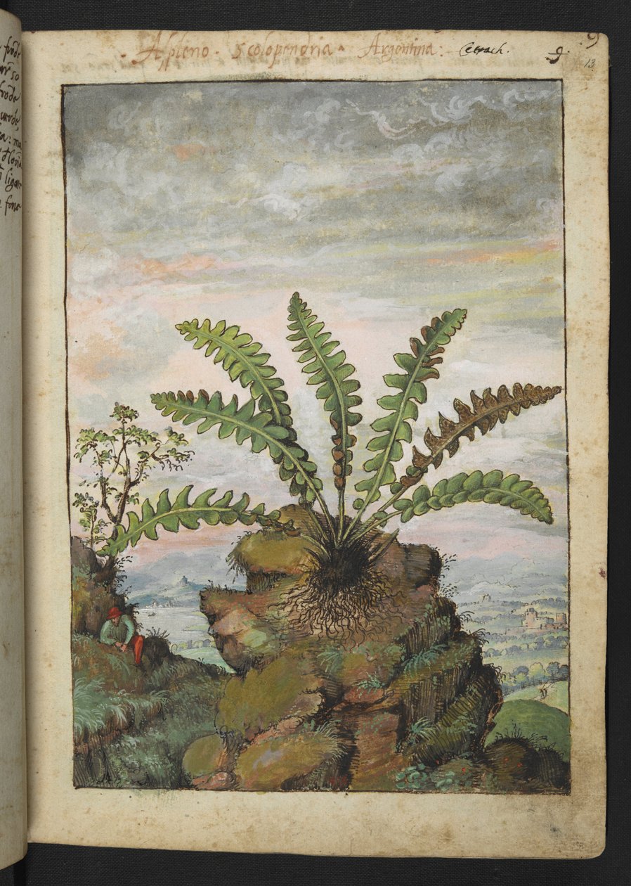 Ceterach officinarum, fra "Paintings of Flora of the Roman States" av Gherardo Cibo, Add MS 22333, f013r, c.1564-84 (akvarell og gouache på papir) av Gherardo Cibo