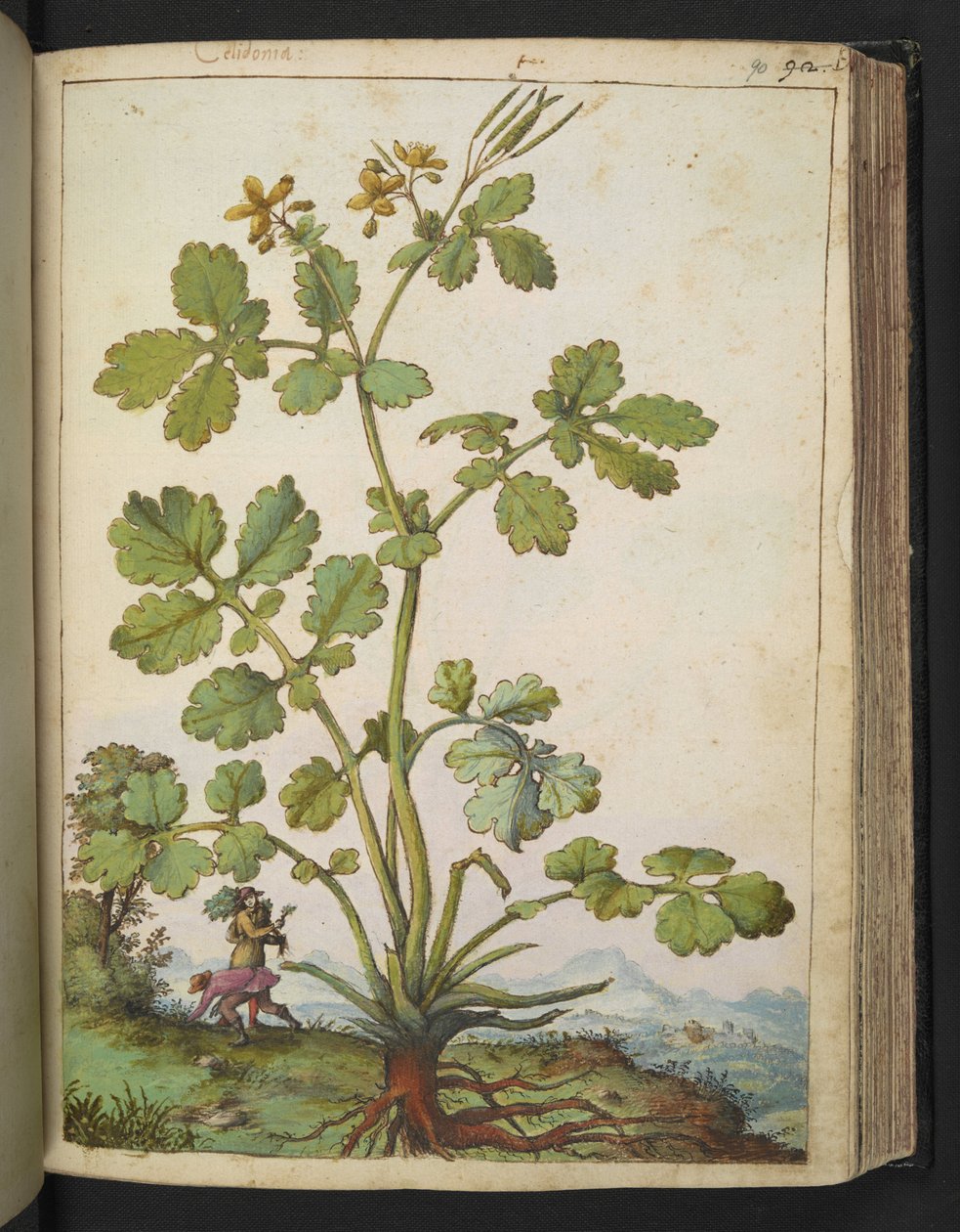 Chelidonium majus, fra "Paintings of Flora of the Roman States" av Gherardo Cibo, Add MS 22333, f090r, c.1564-84 (akvarell og gouache på papir) av Gherardo Cibo