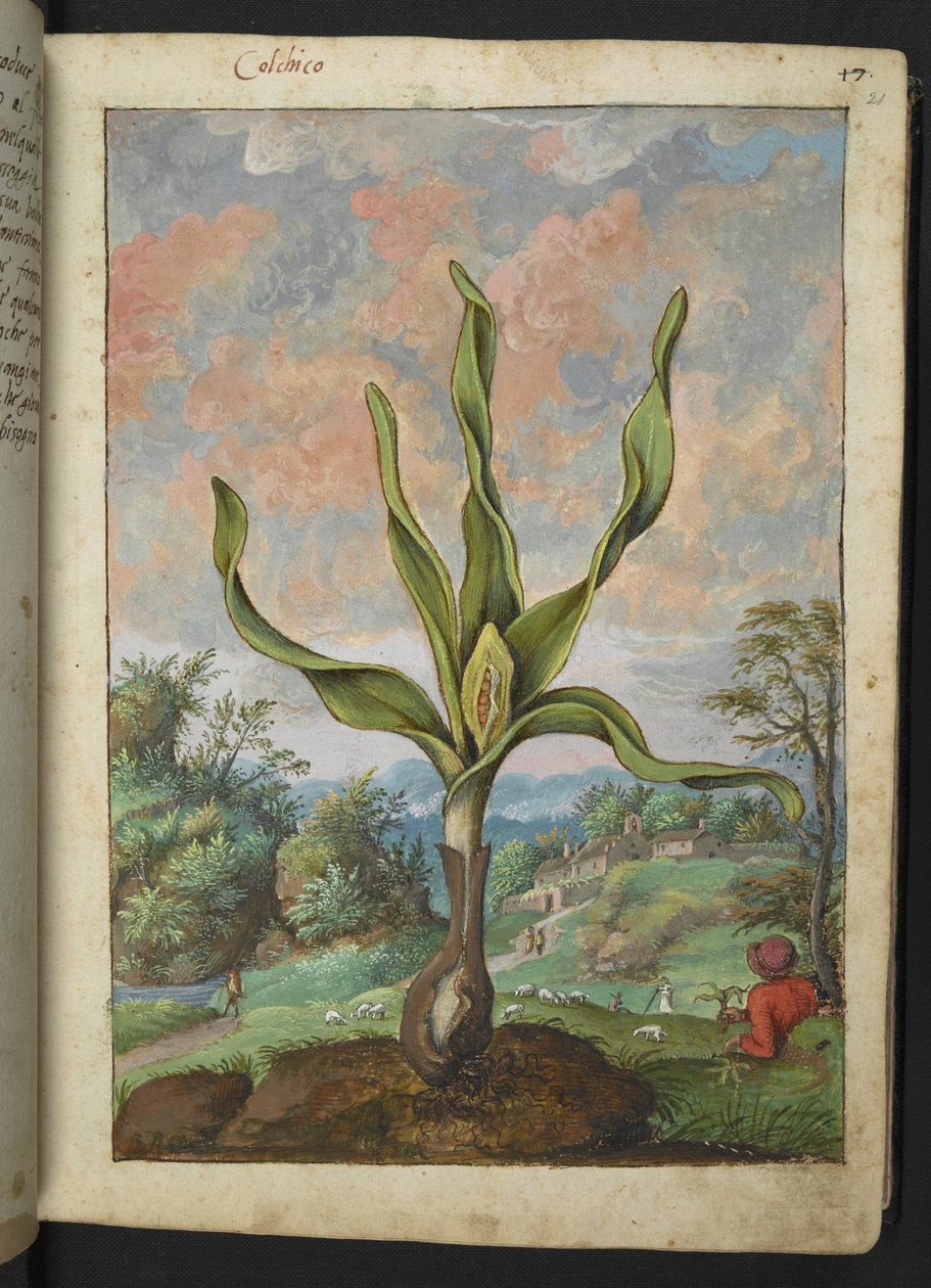 Colchicum autumnale, fra "Paintings of Flora of the Roman States" av Gherardo Cibo, Add MS 22333, f021r, c.1564-84 (akvarell og gouache på papir) av Gherardo Cibo