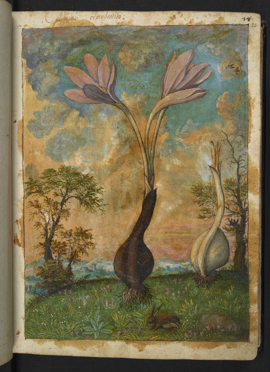 Colchicum autumnale, fra "Paintings of Flora of the Roman States" av Gherardo Cibo, Add MS 22333, f022r, c.1564-84 (akvarell og gouache på papir) av Gherardo Cibo