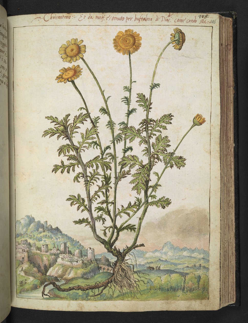Cota tinctoria, fra "Paintings of Flora of the Roman States" av Gherardo Cibo, Add MS 22333, f106r, c.1564-84 (akvarell og gouache på papir) av Gherardo Cibo