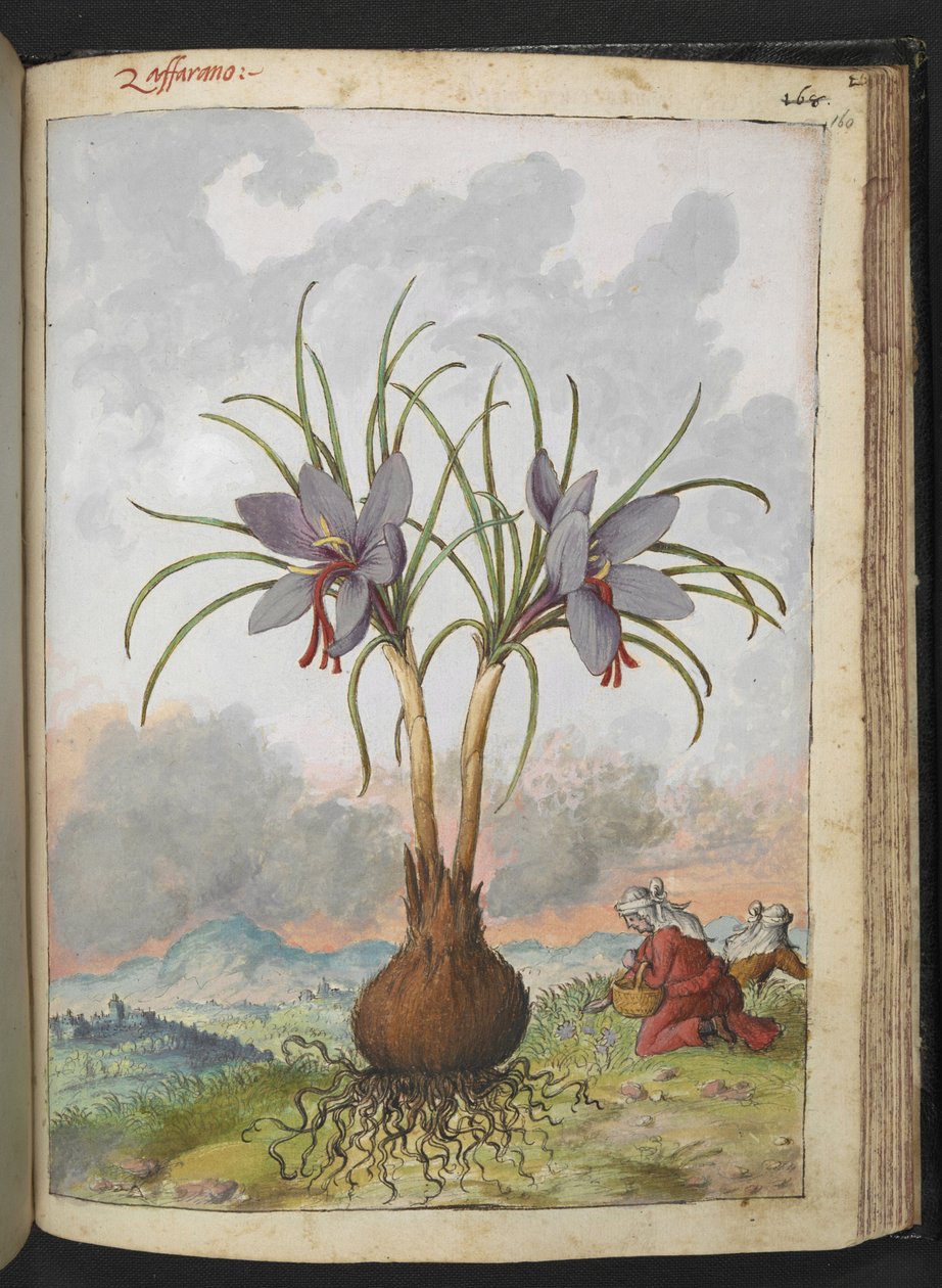 Crocus sativus (Saffron), fra "Paintings of Flora of the Roman States" av Gherardo Cibo, Add MS 22333, f160r, c.1564-84 (akvarell og gouache på papir) av Gherardo Cibo