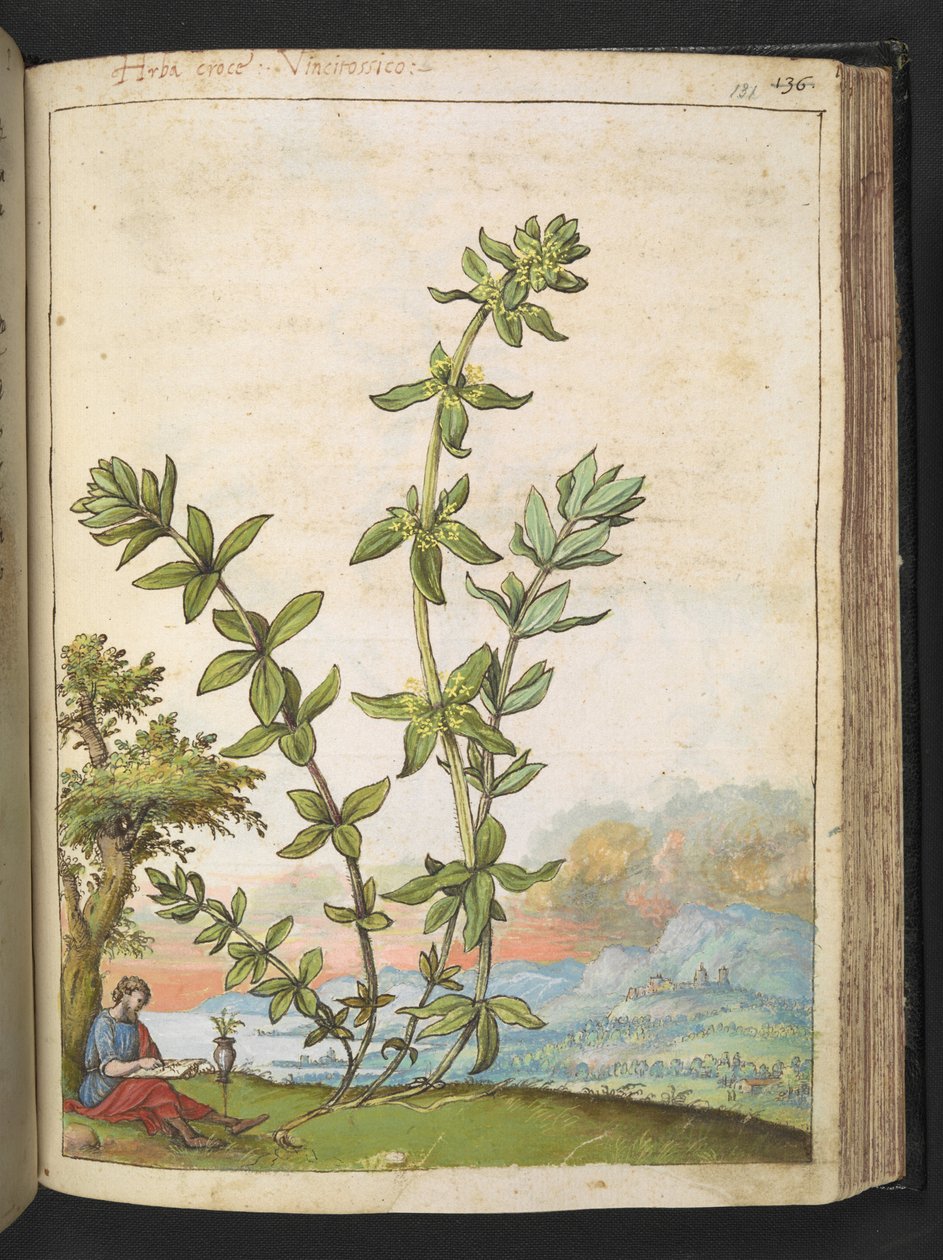Cruciata laevipes, fra "Paintings of Flora of the Roman States" av Gherardo Cibo, Add MS 22333, f131r, c.1564-84 (akvarell og gouache på papir) av Gherardo Cibo