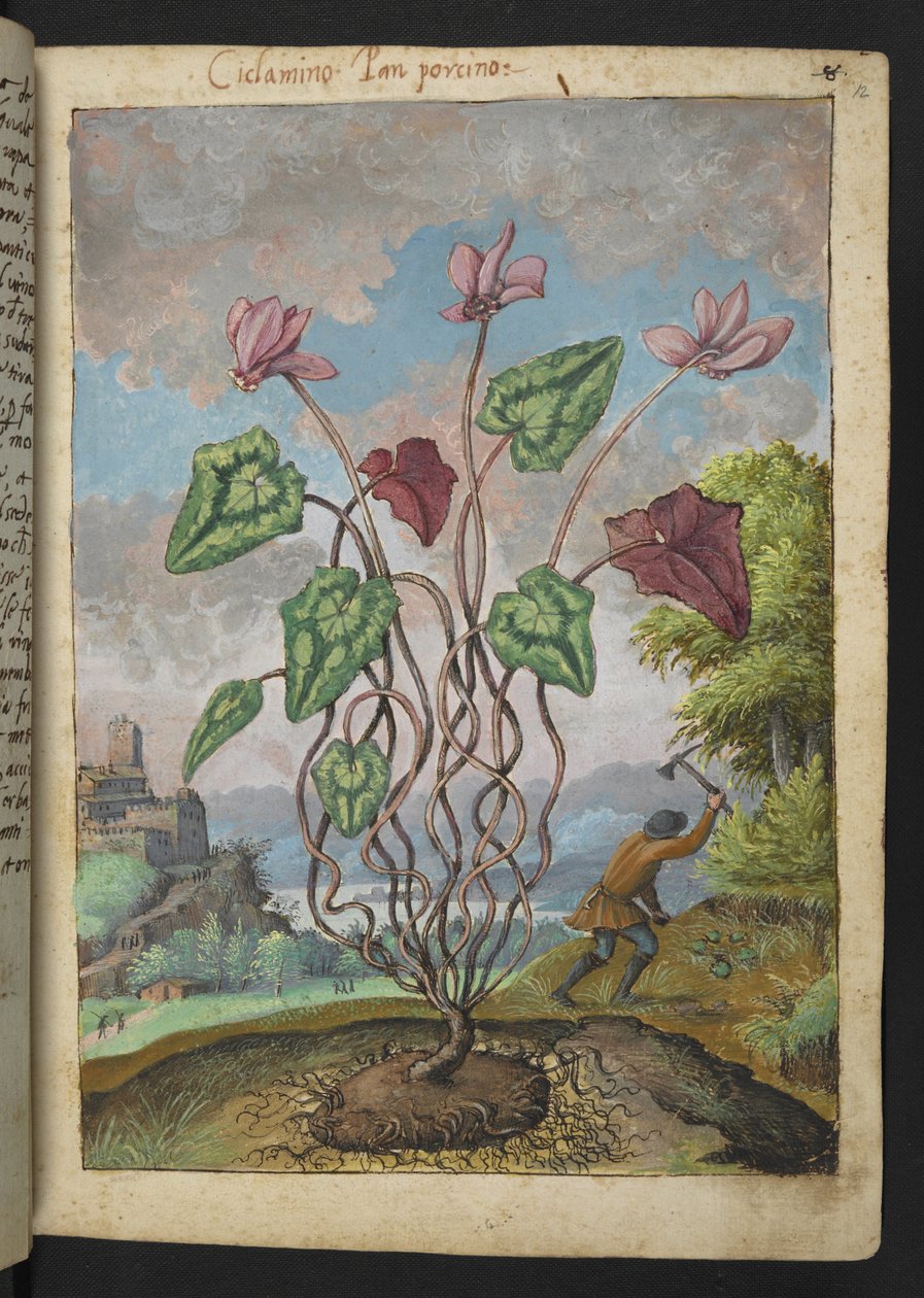 Cyclamen hederifolium, fra "Paintings of Flora of the Roman States" av Gherardo Cibo, Add MS 22333, f012r, c.1564-84 (akvarell og gouache på papir) av Gherardo Cibo