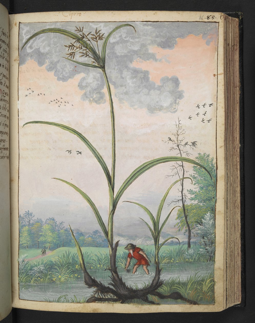 Cyperus serotinus, fra "Paintings of Flora of the Roman States" av Gherardo Cibo, Add MS 22333, f086r, c.1564-84 (akvarell og gouache på papir) av Gherardo Cibo