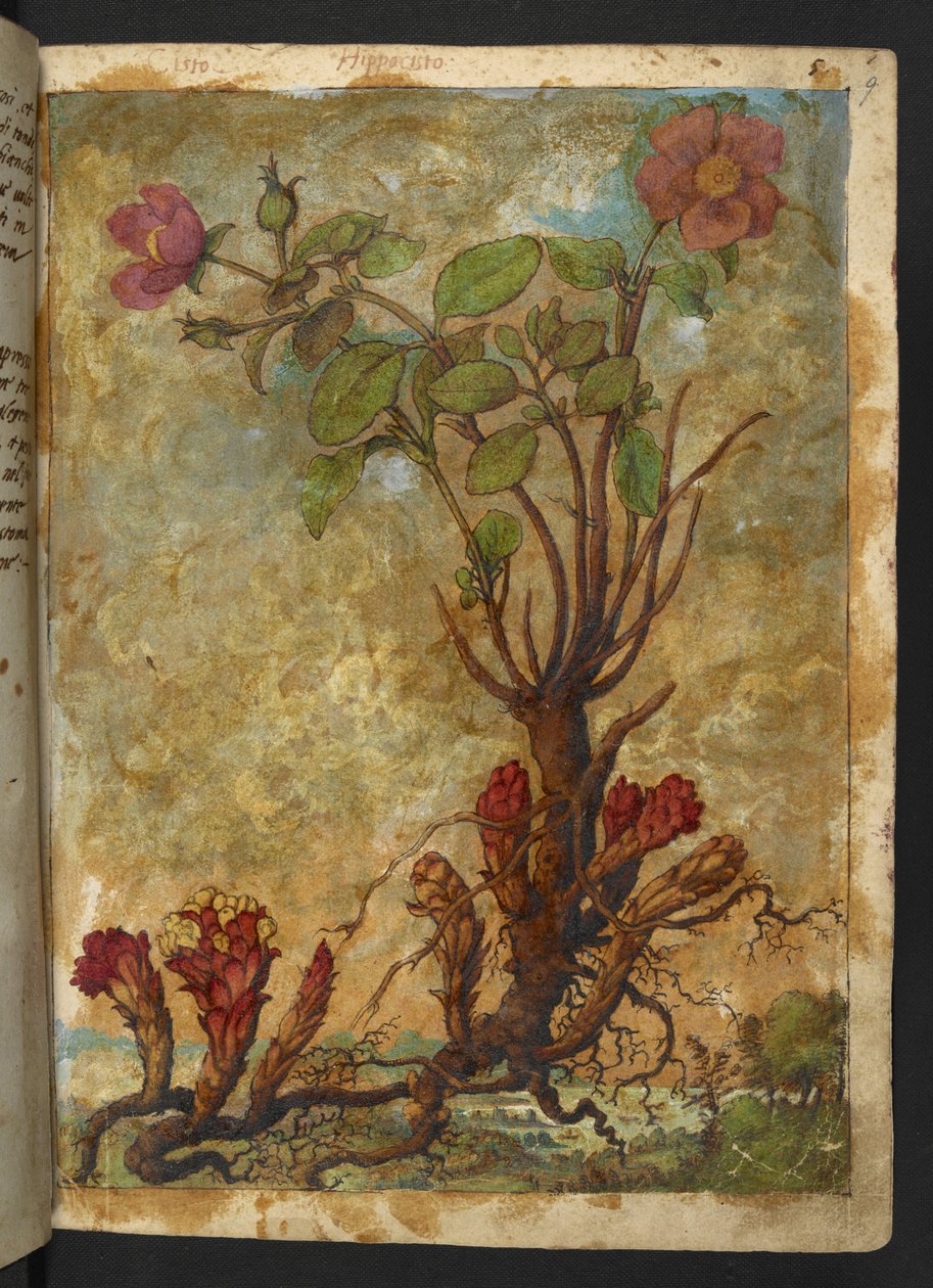 Cytinus hypocistis, fra "Paintings of Flora of the Roman States" av Gherardo Cibo, Add MS 22333, f009r, c.1564-84 (akvarell og gouache på papir) av Gherardo Cibo