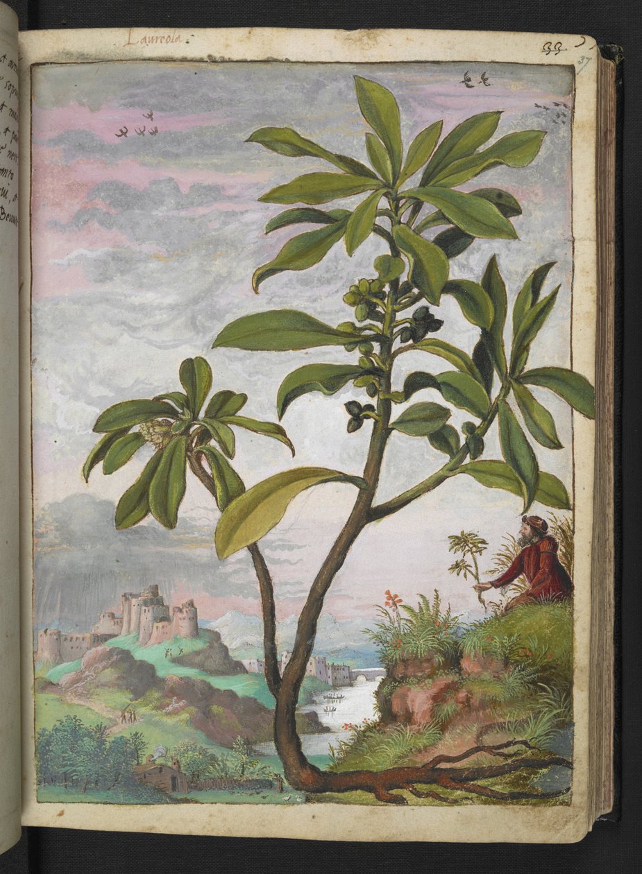 Daphne laureola, fra "Paintings of Flora of the Roman States" av Gherardo Cibo, Add MS 22333, f037r, c.1564-84 (akvarell og gouache på papir) av Gherardo Cibo