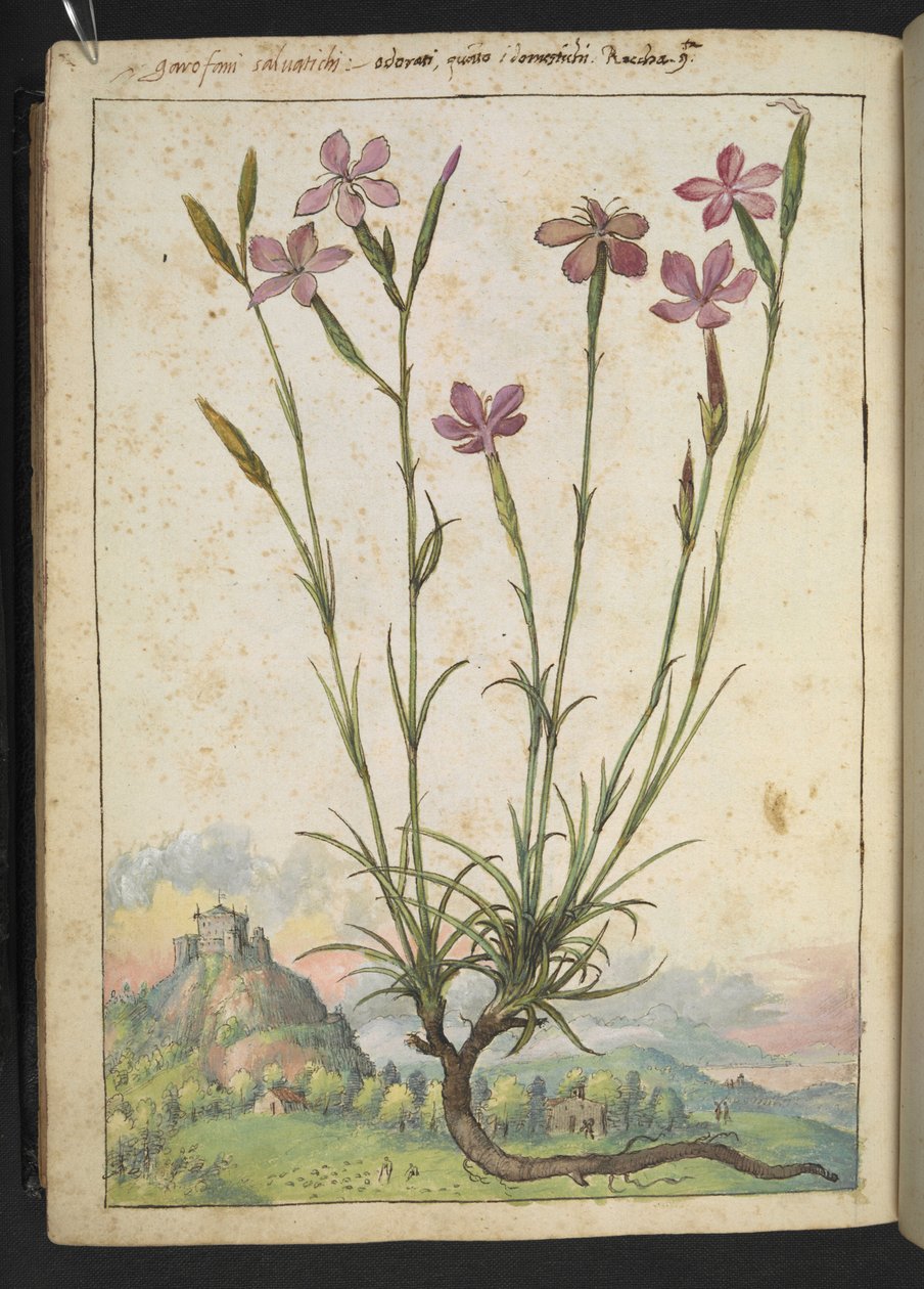 Dianthus longicaulis: En plante med rosa kronblad, fra "Paintings of Flora of the Roman States" av Gherardo Cibo, Add MS 22333, f179v, c.1564-84 (akvarell og gouache på papir) av Gherardo Cibo