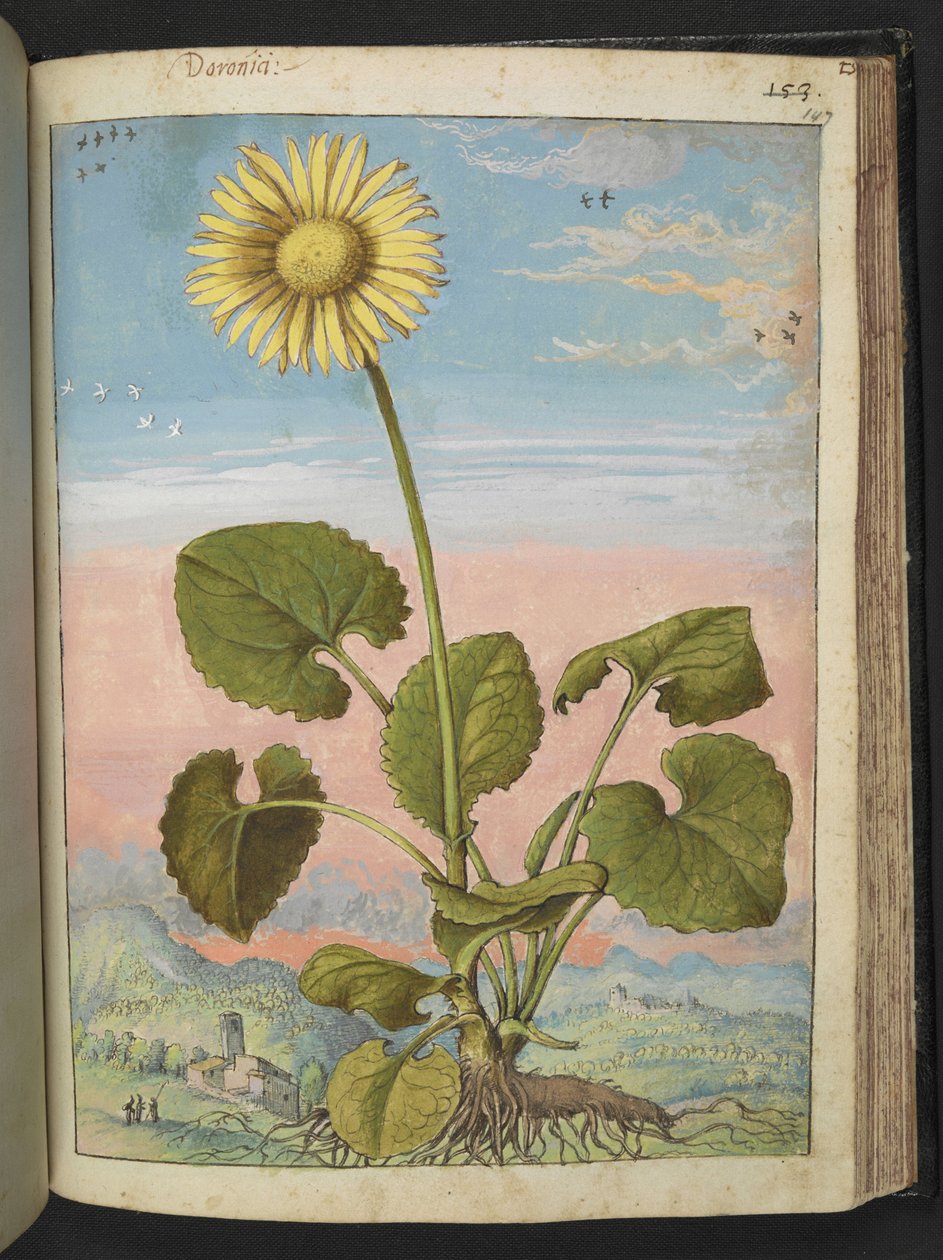 Doronicum austriacum: En plante med en gul blomst, fra "Paintings of Flora of the Roman States" av Gherardo Cibo, Add MS 22333, f147r, c.1564-84 (akvarell og gouache på papir) av Gherardo Cibo