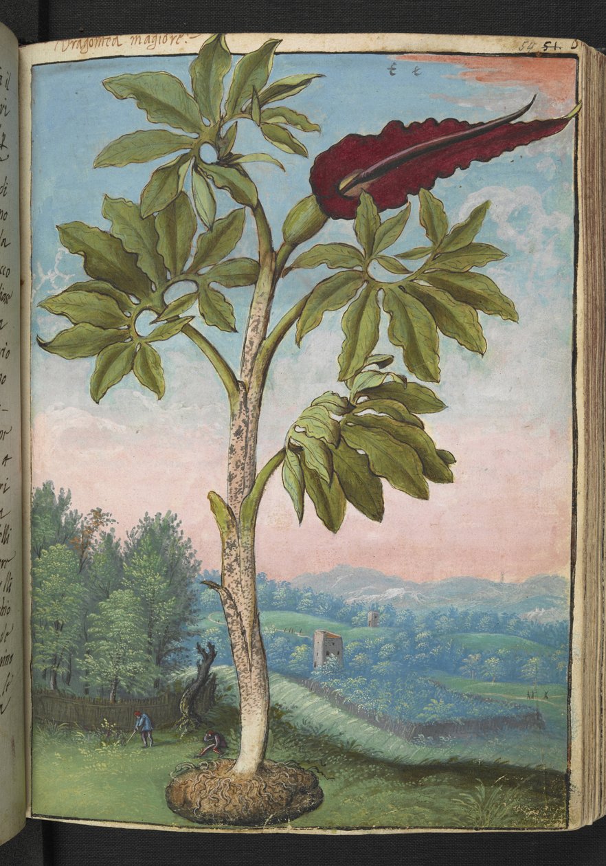 Dracunculus vulgaris, fra "Paintings of Flora of the Roman States" av Gherardo Cibo, Add MS 22333, f054r, c.1564-84 (akvarell og gouache på papir) av Gherardo Cibo