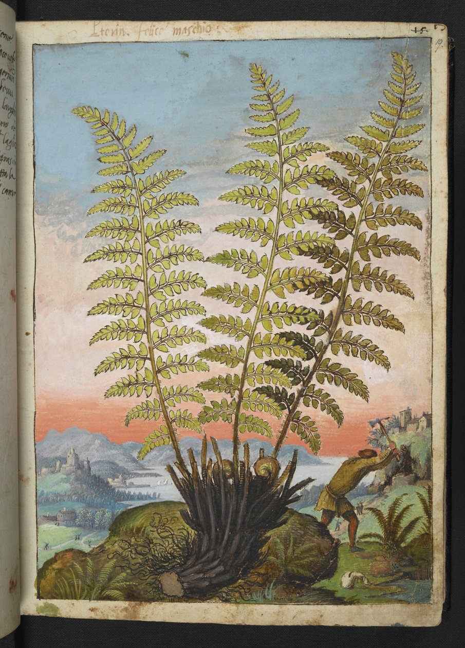 Dryopteris filix mas: En bregne, fra "Paintings of Flora of the Roman States" av Gherardo Cibo, Add MS 22333, f019r, c.1564-84 (akvarell og gouache på papir) av Gherardo Cibo