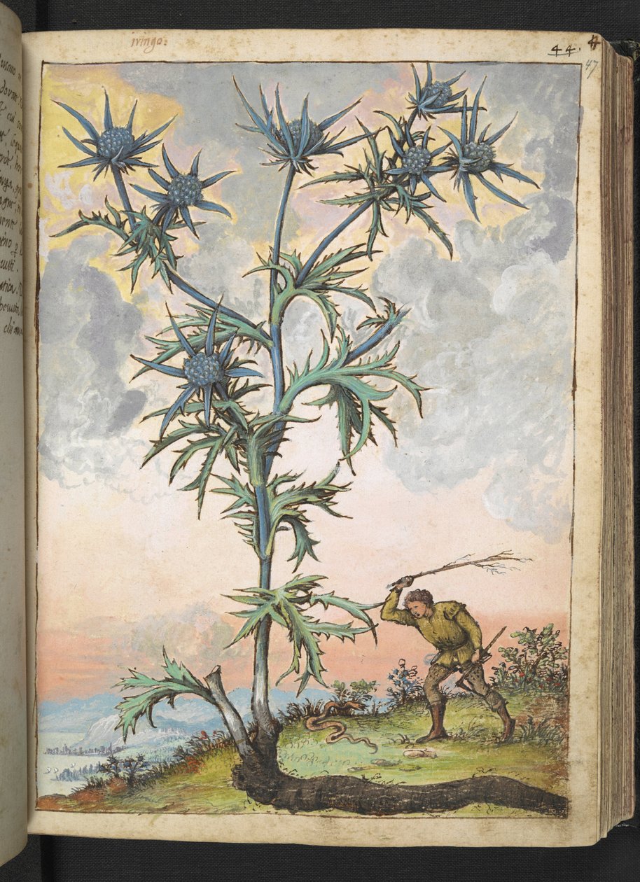 Eryngium maritimum, fra "Paintings of Flora of the Roman States" av Gherardo Cibo, Add MS 22333, f047r, c.1564-84 (akvarell og gouache på papir) av Gherardo Cibo