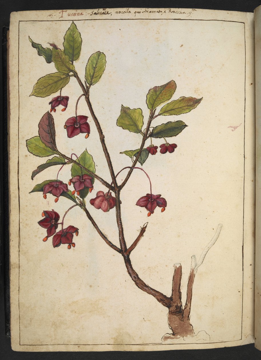 Euonymus europaeus (europeisk spindel): en plante med røde kronblad, fra "Paintings of Flora of the Roman States" av Gherardo Cibo, Add MS 22333, f183v, c.1564-84 (akvarell og gouache på papir) av Gherardo Cibo