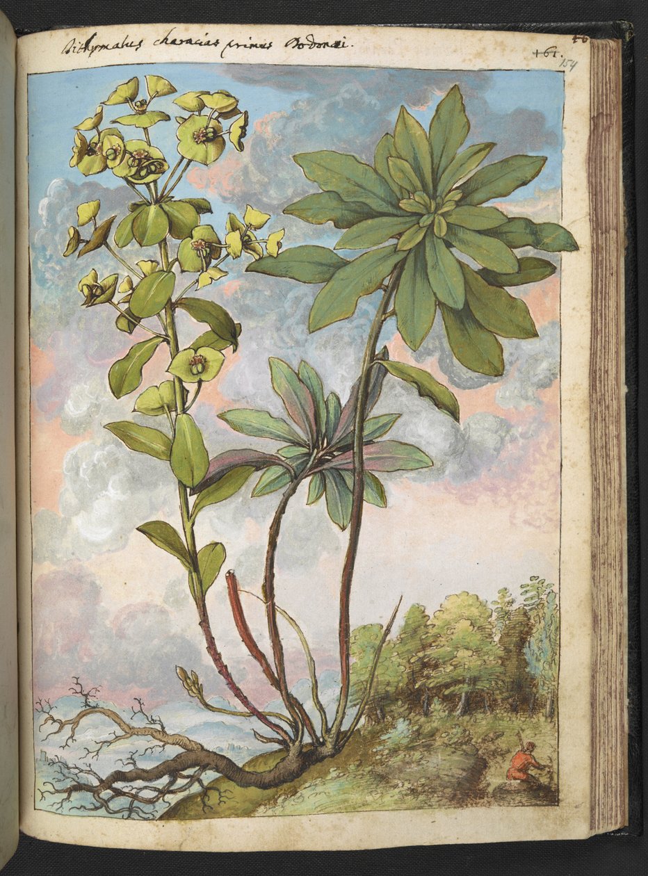 Euphorbia amygdaloides eller Euphorbia characias, fra "Paintings of Flora of the Roman States" av Gherardo Cibo, Add MS 22333, f154r, c.1564-84 (akvarell og gouache på papir) av Gherardo Cibo
