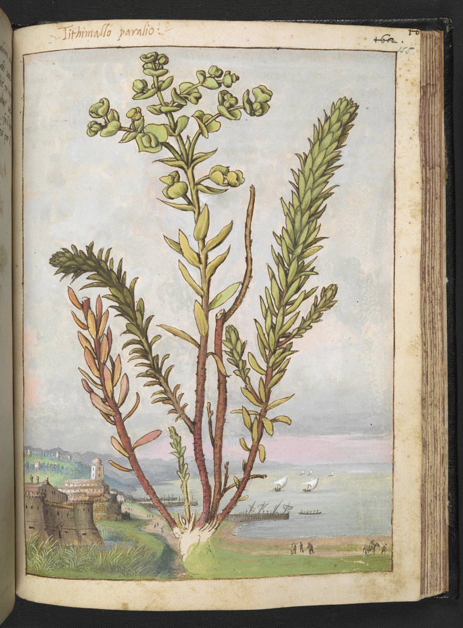 Euphorbia paralias, fra "Paintings of Flora of the Roman States" av Gherardo Cibo, Add MS 22333, f155r, c.1564-84 (akvarell og gouache på papir) av Gherardo Cibo