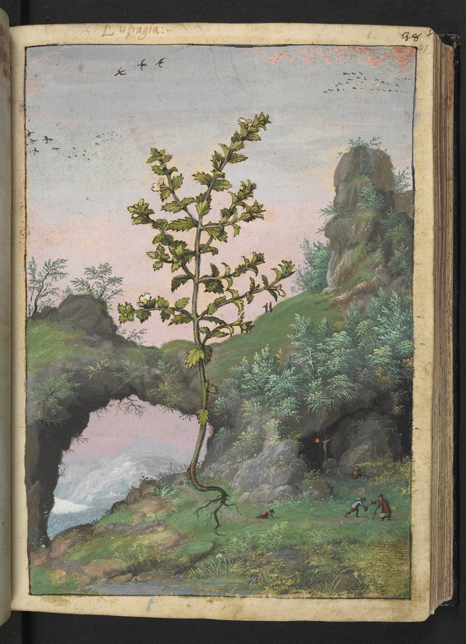 Euphrasia officinalis, fra "Paintings of Flora of the Roman States" av Gherardo Cibo, Add MS 22333, f041r, c.1564-84 (akvarell og gouache på papir) av Gherardo Cibo