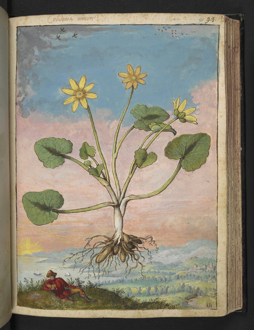 Ficaria verna, fra "Paintings of Flora of the Roman States" av Gherardo Cibo, Add MS 22333, f091r, c.1564-84 (akvarell og gouache på papir) av Gherardo Cibo