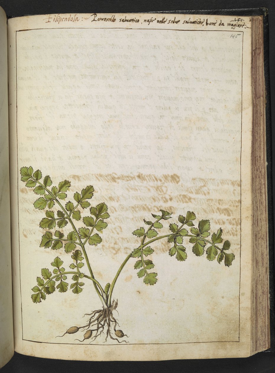 Filipendula, fra "Paintings of Flora of the Roman States" av Gherardo Cibo, Add MS 22333, f145r, c.1564-84 (akvarell og gouache på papir) av Gherardo Cibo