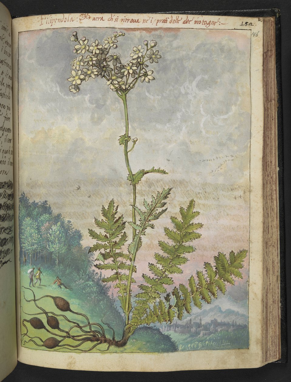 Filipendula vulgari, fra "Paintings of Flora of the Roman States" av Gherardo Cibo, Add MS 22333, f146r, c.1564-84 (akvarell og gouache på papir) av Gherardo Cibo