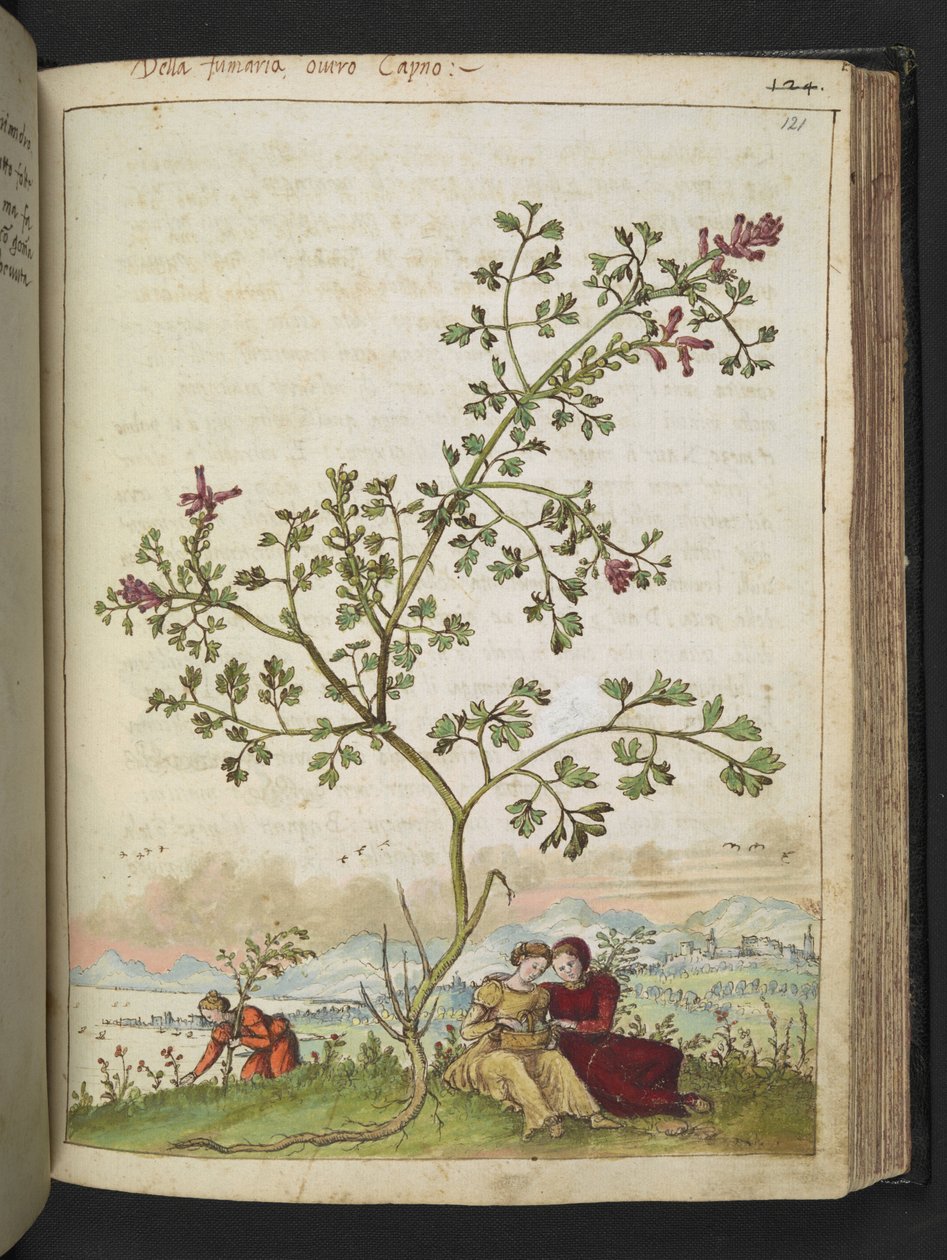 Fumaria gaillardotii , fra "Paintings of Flora of the Roman States" av Gherardo Cibo, Add MS 22333, f121r, c.1564-84 (akvarell og gouache på papir) av Gherardo Cibo