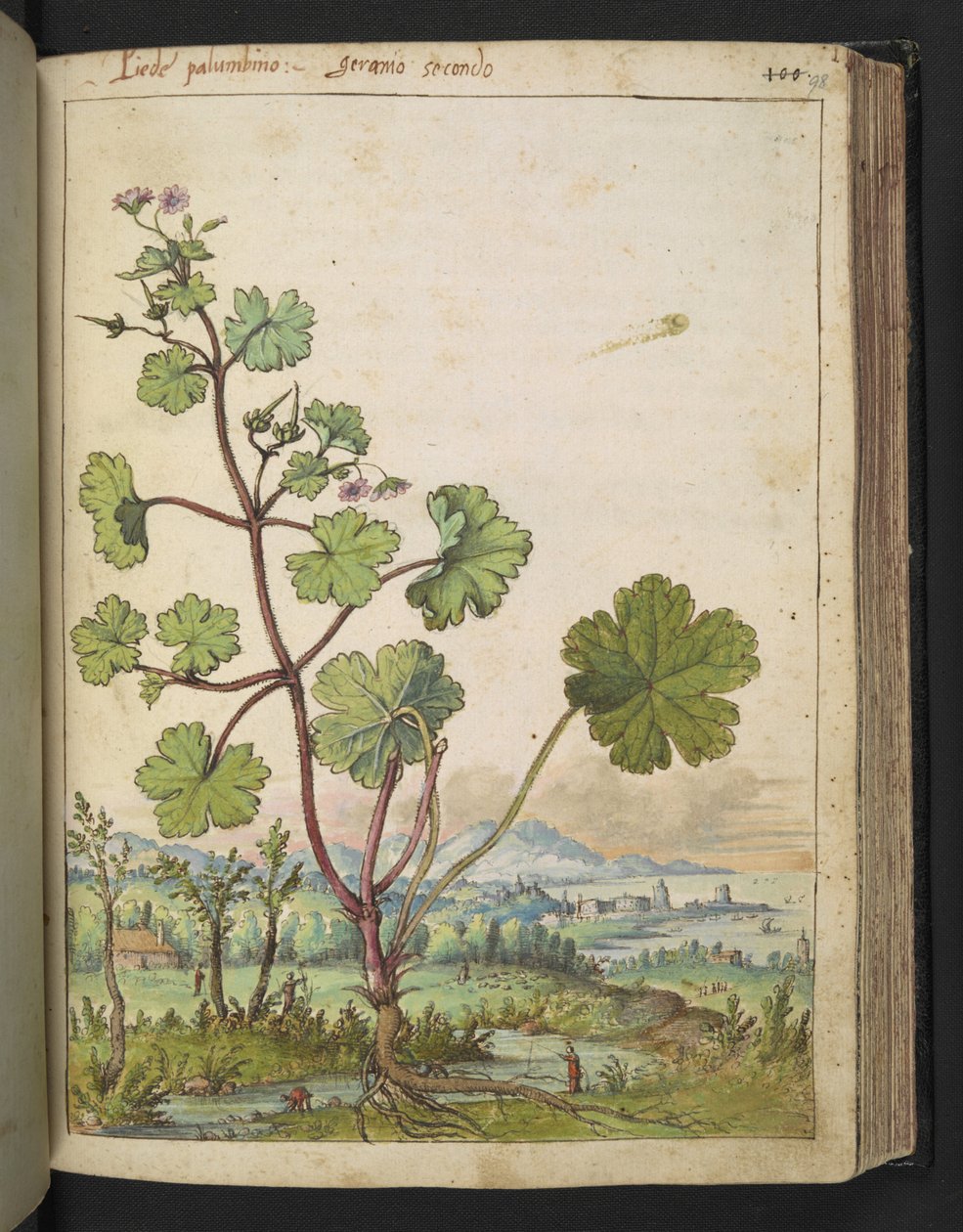 Geranium rotundifolium: En plante med rosa blomster. , fra "Paintings of Flora of the Roman States" av Gherardo Cibo, Add MS 22333, f098r, c.1564-84 (akvarell og gouache på papir) av Gherardo Cibo