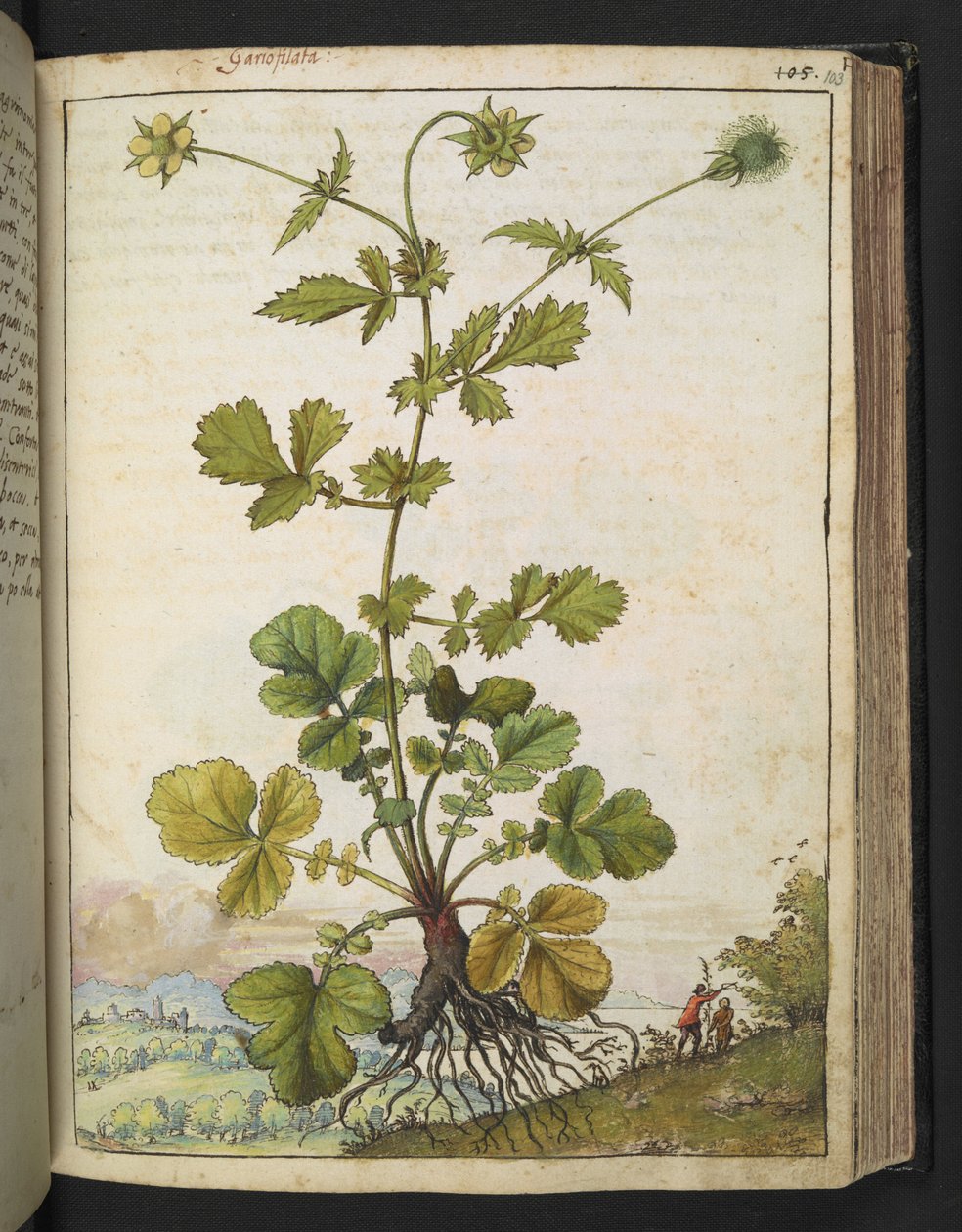 Geum urbanum, fra "Paintings of Flora of the Roman States" av Gherardo Cibo, Add MS 22333, f103r, c.1564-84 (akvarell og gouache på papir) av Gherardo Cibo
