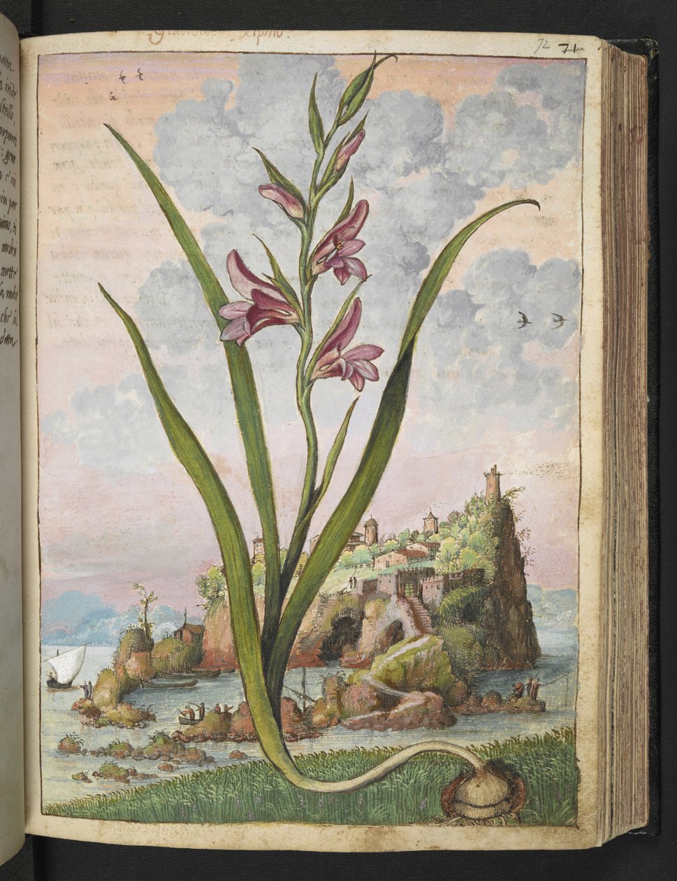 Gladiolus Italicus, fra "Paintings of Flora of the Roman States" av Gherardo Cibo, Add MS 22333, f072r, c.1564-84 (akvarell og gouache på papir) av Gherardo Cibo